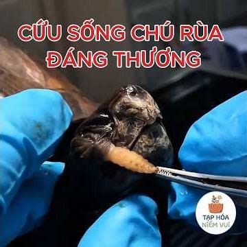 NỔI DA GÀ: Gắp Trọn "Ổ Giòi" Ký Sinh Khổng Lồ Cứu Sống Chú Rùa 🐢 | Giải Cứu Động Vật Mãn Nhãn