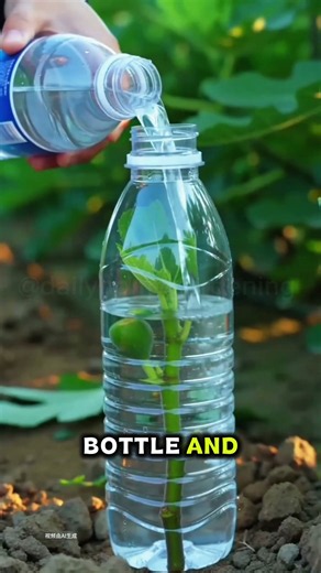 🌱 Grow a Fig Tree From a Cutting! 🌿🍈 Easy Propagation Hack