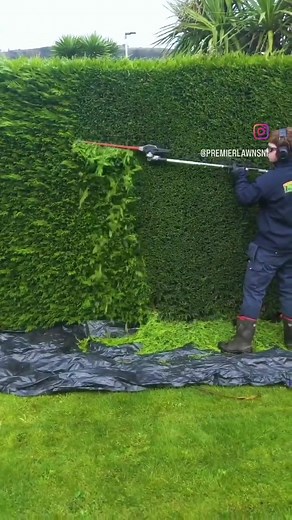 When trimming a hedge, it's important to follow a few basic steps to ensure a healthy, attractive result. 👉 Here's how to do it: ⭐ Start by removing any dead, diseased, or damaged branches using pruning shears. This helps prevent the spread of disease and ensures your hedge stays healthy. ⭐ It’s important to keep the cut level and straight to avoid an uneven appearance. ⭐ Work your way down the sides of the hedge, keeping the sides straight and level with the top. Use a sweeping motion to creat