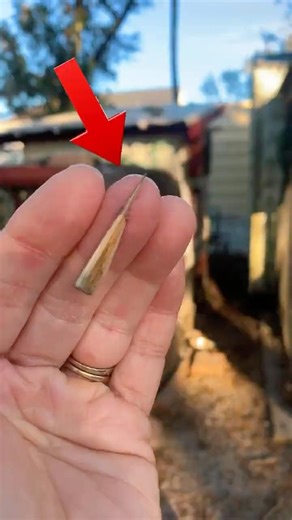 The PAINLESS Way To Remove Splinters! 🚫🪡