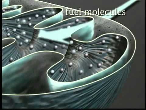 ATP Synthesis in Mitochondria - A Level Biology