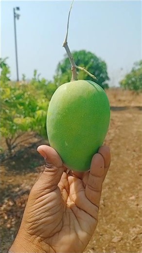 #keshar #mango #nature #ytshorts