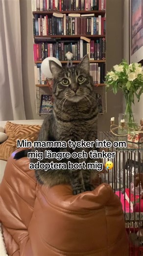 monster (@monsterpetfood)s videor med originalljud - monster