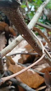 Tiny Predator: Assassin Bug Nymph Hiding Beneath a Branch 4