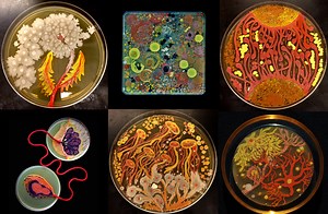 These intricate 'living' paintings are teeming with microscopic organisms