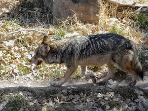 Mexican Gray Wolf slowly making its way back to Texas