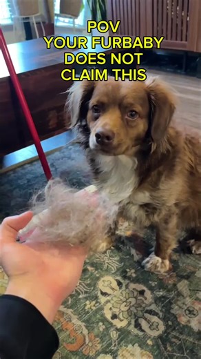 Effective Pet Hair Removal Solutions