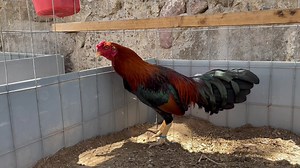 Asil Sonatol 📲 449 206 7603 | Granja Maverick