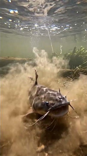 🤯 CRAZY Fish Bait SECRET?! You Won't Believe This! 🎣 #fishing #bait