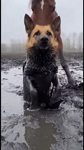 Horse Saves the Day! A horse helps a dog escape from a muddy trap. Amazing! #fblifestyle #AI Generated using Kling AI . . . (For entertainment purposes only. Consult professionals if guidance on activities is presented. No brand affiliation is implied if any are shown. If inspired by true events, creative adaptations may be included. Content may include public footage.) | Fabiosa - Rendez-le plus facile