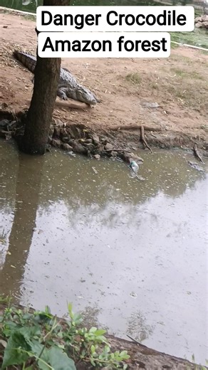 travel to wildlife sanctuary #crocodile#tour to Amazon #shorts