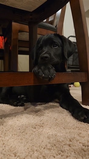 It's the air snaps for me😆❤️🥰 . . . . . #tb #puppy #puppylove #blacklab #love #englishlab #labrador #lablove #dogmom #baby #Gus #neveradullmoment #lol #funny #dog