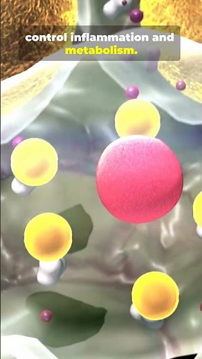 Belly Fat Is More Than Fat — It Acts Like an Immune Organ!