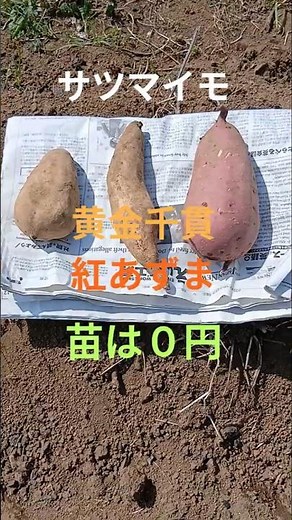 苗はのんびりです！サツマイモ！家庭菜園