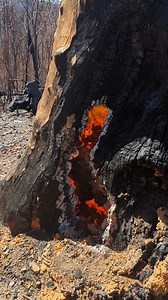 94K views · 1.2K reactions | Our rangers found a burning tree this...