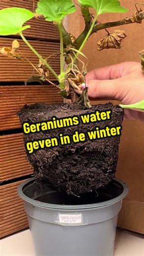 Hoe vaak geef je geraniums water in de winter? 🌿💧 Ik overwinter mijn pelargoniums in een lichte kamer zonder verwarming en laat in deze video zien hoe ik bepaal wanneer ze water nodig hebben. #geraniums #pelargoniums #overwinteren #plantcare #moestuinnl #fyp