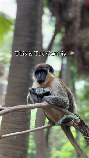 Exploring the Authentic Culture of Gambia in West Africa