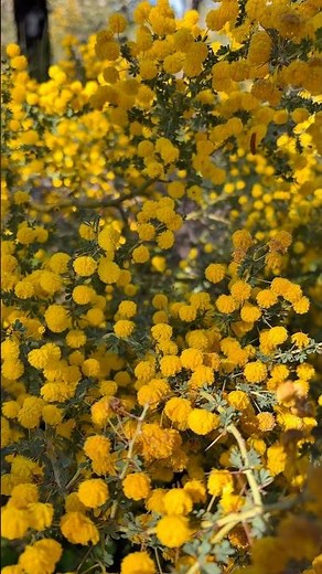 Golden Wattle | Australia’s National Flower in Full Bloom 🌼