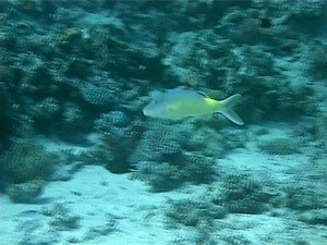 Gold-saddle goatfish (Parupeneus cyclostomus) swims against the backdrop of coral. Wide shot. Red Sea. Egypt.