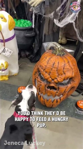 Smart Dog Presses Halloween Buttons… But Where’s the Treat?! 🎃🐶