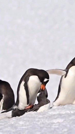 5.2K views · 13 reactions | The annual breeding season for most penguin species extends from spring to summer in the Southern Hemisphere (around October to February), when conditions are less harsh.” | Mohamed Jami El | Facebook