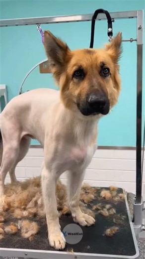 Before and After: German Shepherd Grooming!