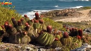 UNEXPLORED ISLANDS. Particles of Paradise / WILD ISLAND - Documentary Films 2018 Amazing Animals TV