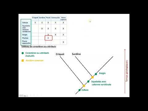 Construire un arbre de parenté