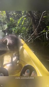 Raccoon are the Cutest animals 😍 🦝 . Follow [@raccoon_lovers_daily](https://www.instagram.com/raccoon_lovers_daily/) Credit cute.animals44 tik tok dm | Cute Raccoon