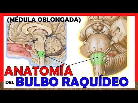 🥇 Anatomy of the MULBO RACHÍDEO. (Medulla Oblongata) Simple Explanation!