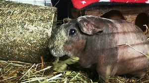 1.1K views · 330 reactions | Snack for Noel | Cavy Corner | Facebook