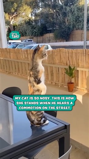 705K views · 21K reactions | Bet he gets all the good gossip!  | Furry Tails | Facebook