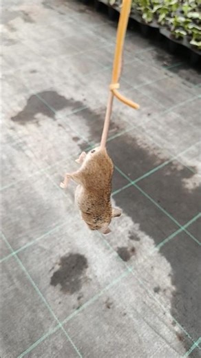 “Mouse Hunt Caught on Camera – Fast & Brutal#mouse #animalhunt #wildlife #animals #predator #nature