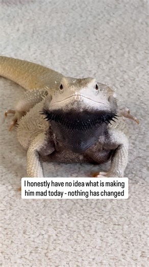 Percy the Bearded Dragon 🦎🔱 on Instagram: "Let me know what’s making the dragon angry before he burns down the house 🥲 I don’t THINK it’s because of sock but I could be wrong 😫 #percythebeardie #reptile #beardeddragon #lizard #percy"