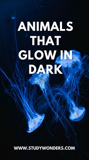 What are the animals that glow in dark #science #bioluminescence #animals