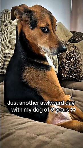 My Dog Being Dramatic Again 😂