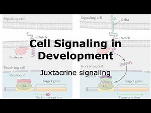 Juxtacrine Signaling and Development