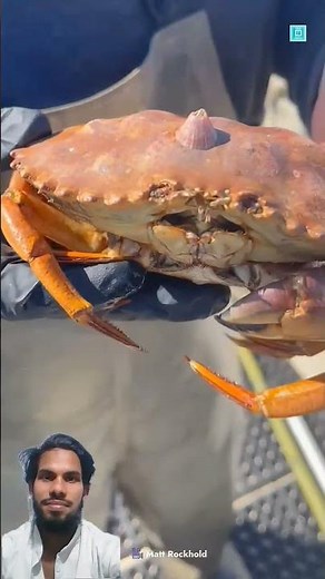 Why Do Barnacles Attach Themselves 😱