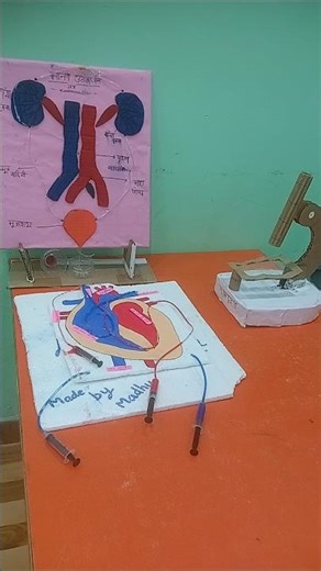 how I make human kidney heart microscope science project class 10 science project class 9th science