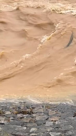 478K views · 2K reactions | Đứng trước thiên tai, muôn loài đều tìm cách để tồn tại nhưng … Video: Cây giống Tư Hậu #aFamilyVideo #TT | aFamily.vn | Facebook