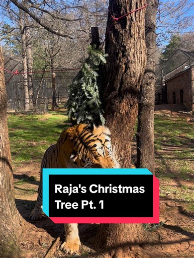 Raja knows the season isn’t complete until the Christmas trees arrive 🎄😸 It’s officially Raja’s favorite time of year… Christmas tree enrichment time! Watching him stalk, pounce, and play with a real tree is the ultimate post-holiday fun. Huge thank you to Walmart on Troup Hwy in Tyler for donating their live trees after Christmas. Our animals absolutely love this special enrichment, and moments like these help encourage natural behaviors and curiosity 🐾 #Christmas #Tiger #WildlifeSanctuary #
