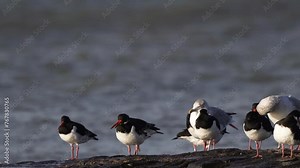 Eurasian oystercatchers (Haematopus ostralegus) standing on a breakwater while foaming water is rolling towards the birds