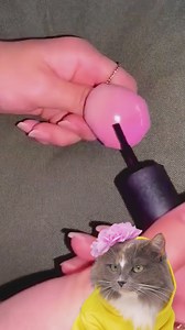 Testing nail polish hack 💅 Kitty reacts! | Meow-some