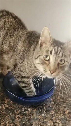 Squeeks breaks dishes, cups, knocks cat food over