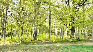 無料動画 - 森, 木, ネイチャー, 緑, 自然, バネ, 風景, 植物, 休み