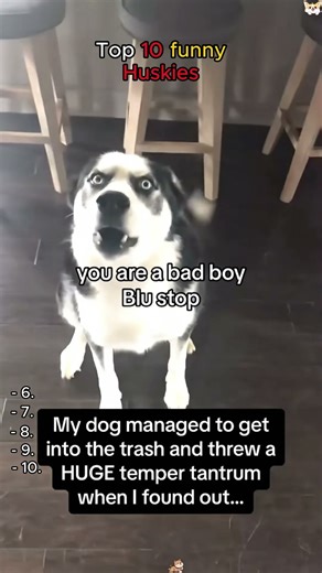 Top 10 Funniest Huskies Ever 🐾 | Hilarious Husky Moments #dogshorts #trending