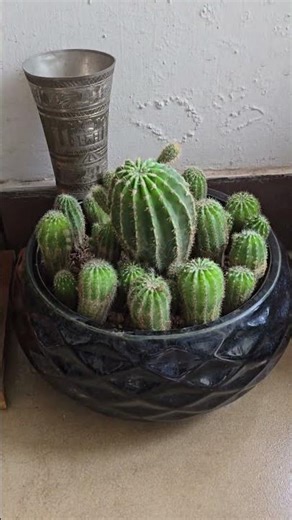 Different Types of Cactus | Beautiful Cactus Collection 🌵✨