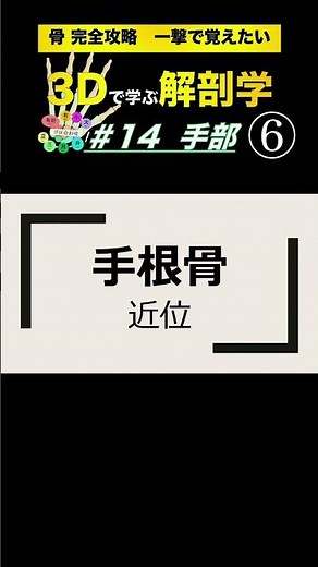 舟状骨 #14 手部 手根骨【3Dで学ぶ解剖学】複雑な手根骨の位置関係を理解しよう！ #手根管症候群 #手根骨 #PT国試