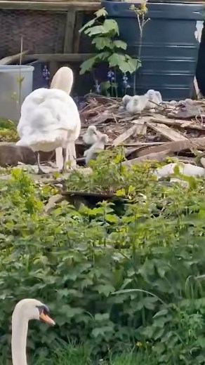 1.1K views · 128 reactions | Nine cygnets have hatched along the Lancaster Canal - congratulations to the proud parents! 廉 Vid: Andrew Bradley | Blog Preston | Facebook