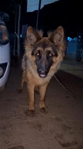 German shepherd double coat 🐈‍⬛#shorts #germanshepherd #dog #trending #viral #pets